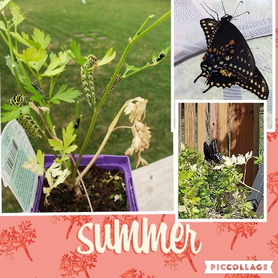 Black Swallowtail Butterflies